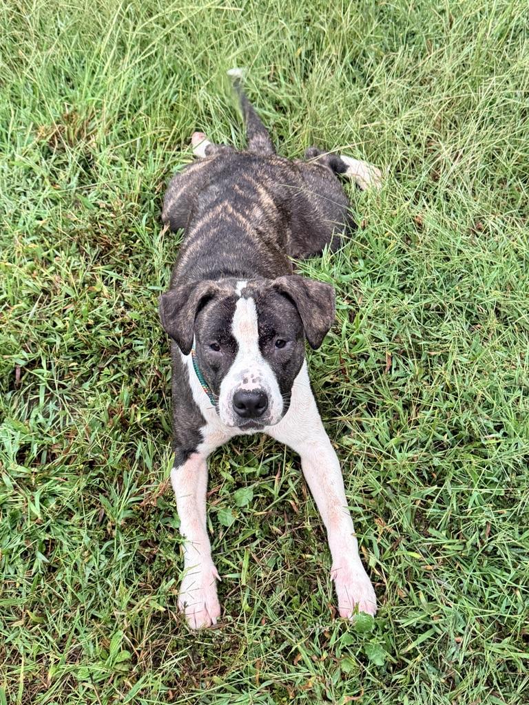 Enlarge Jojo (in foster), a Adoptable mixed breed in Petersburg, VA image 6/6