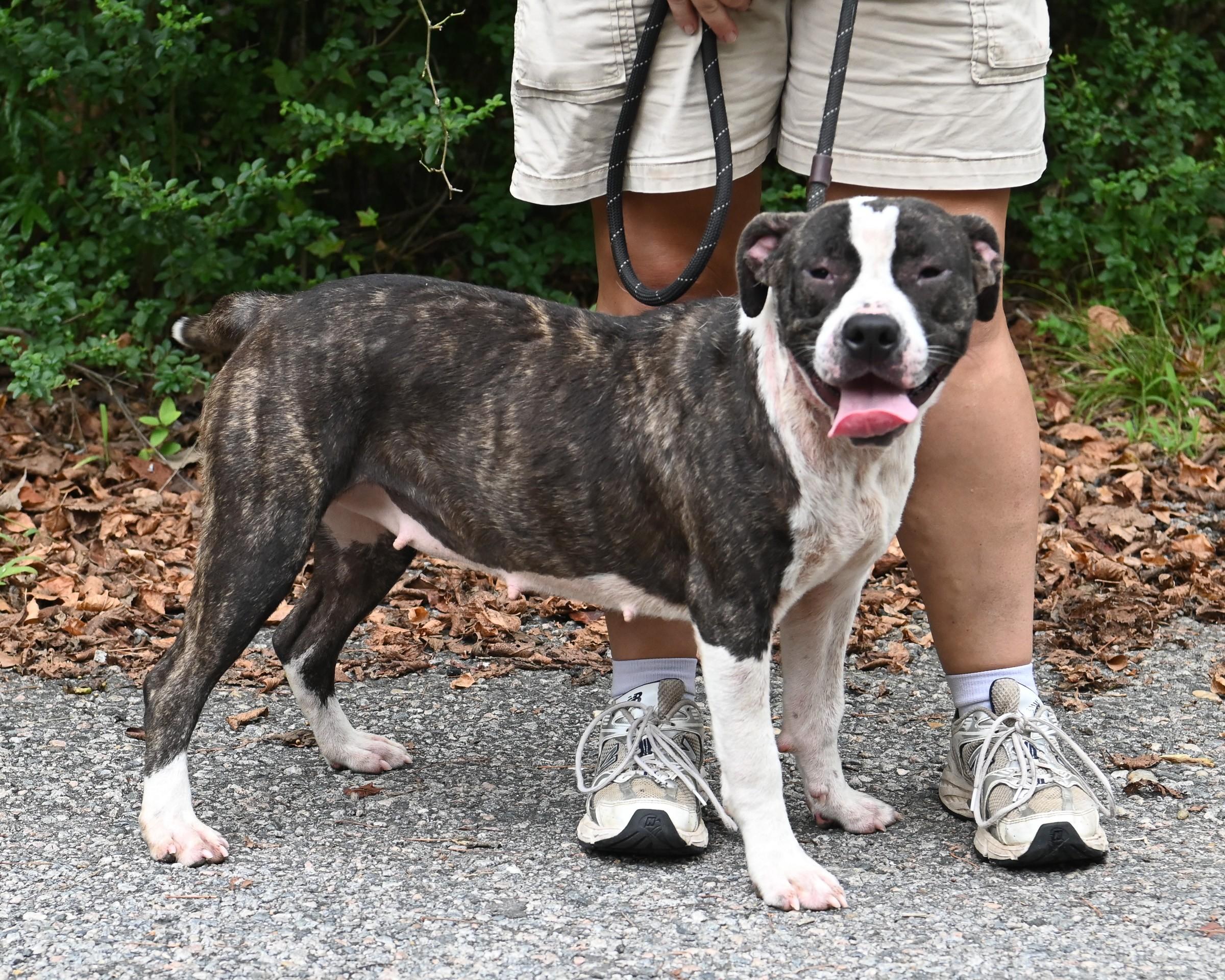 Enlarge Jojo (in foster), a Adoptable mixed breed in Petersburg, VA image 4/6