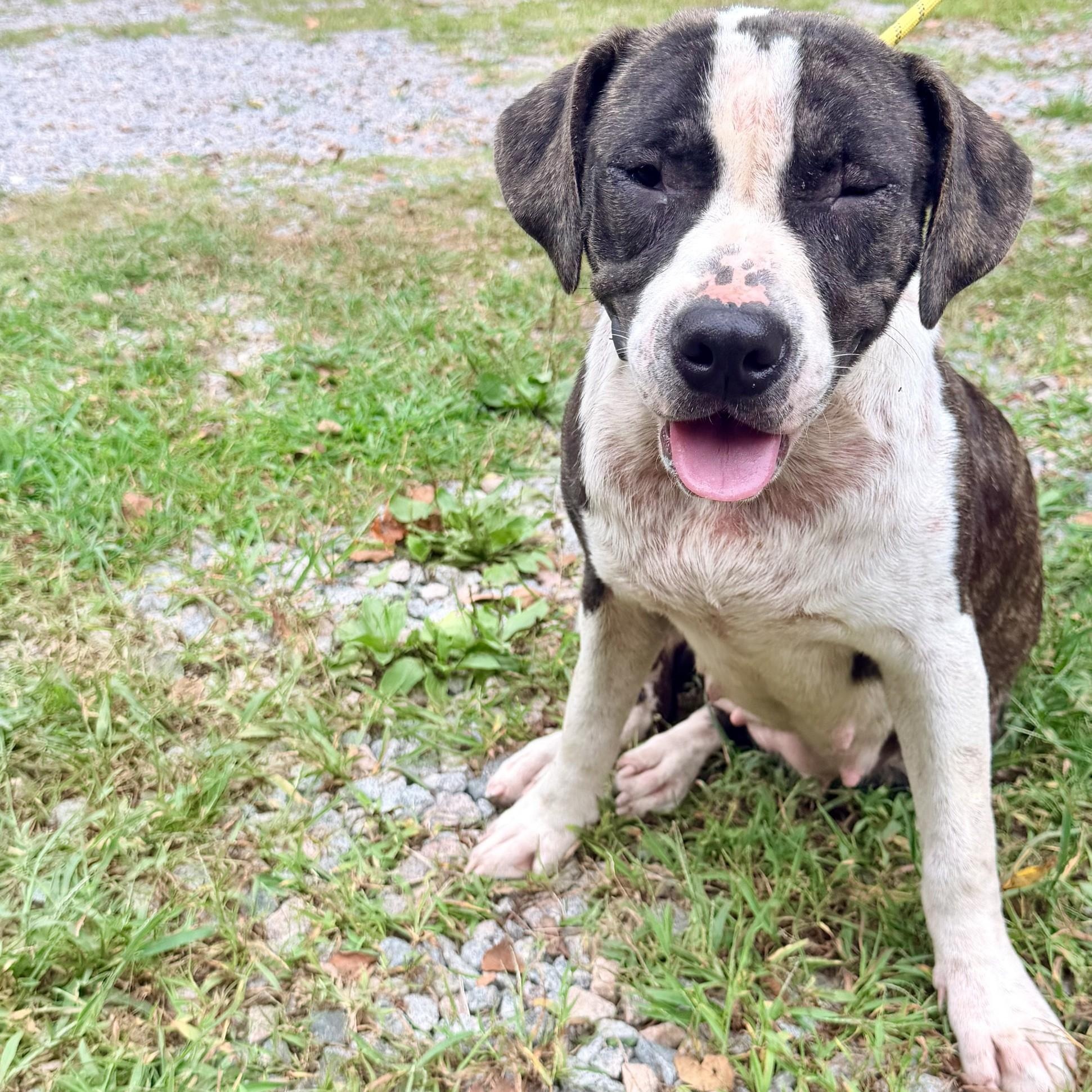 Jojo, ADOPTABLE, Adult Female Mixed Breed.
