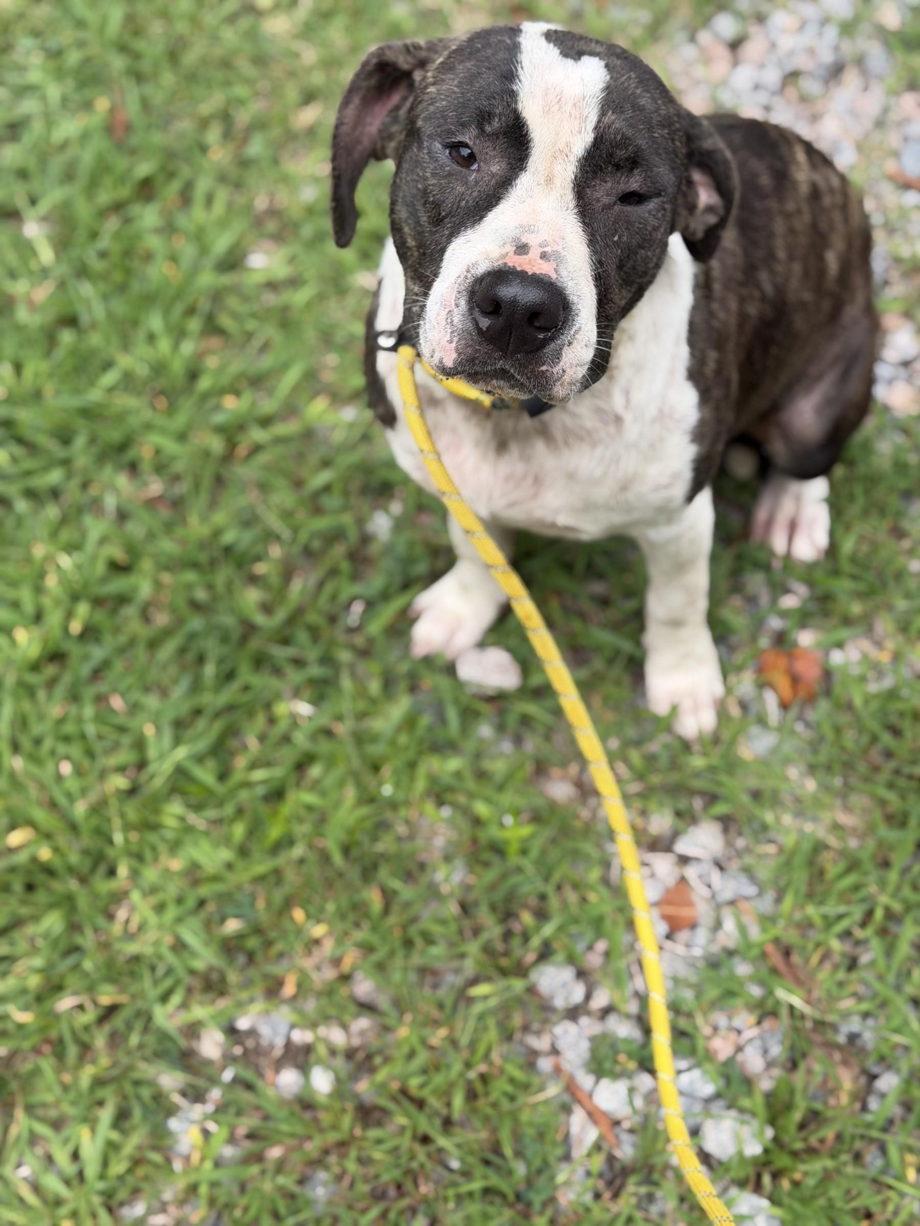Enlarge Jojo, a ADOPTABLE mixed breed in Petersburg, VA image 2/6