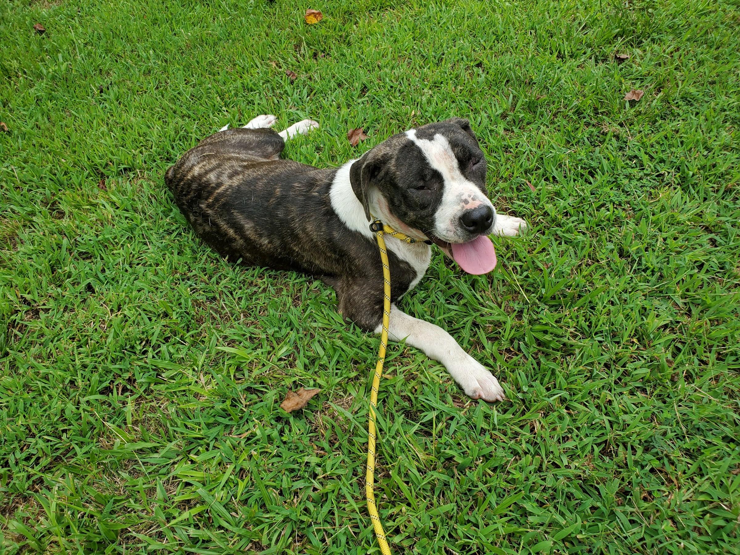 Enlarge Jojo, a ADOPTABLE mixed breed in Petersburg, VA image 6/6