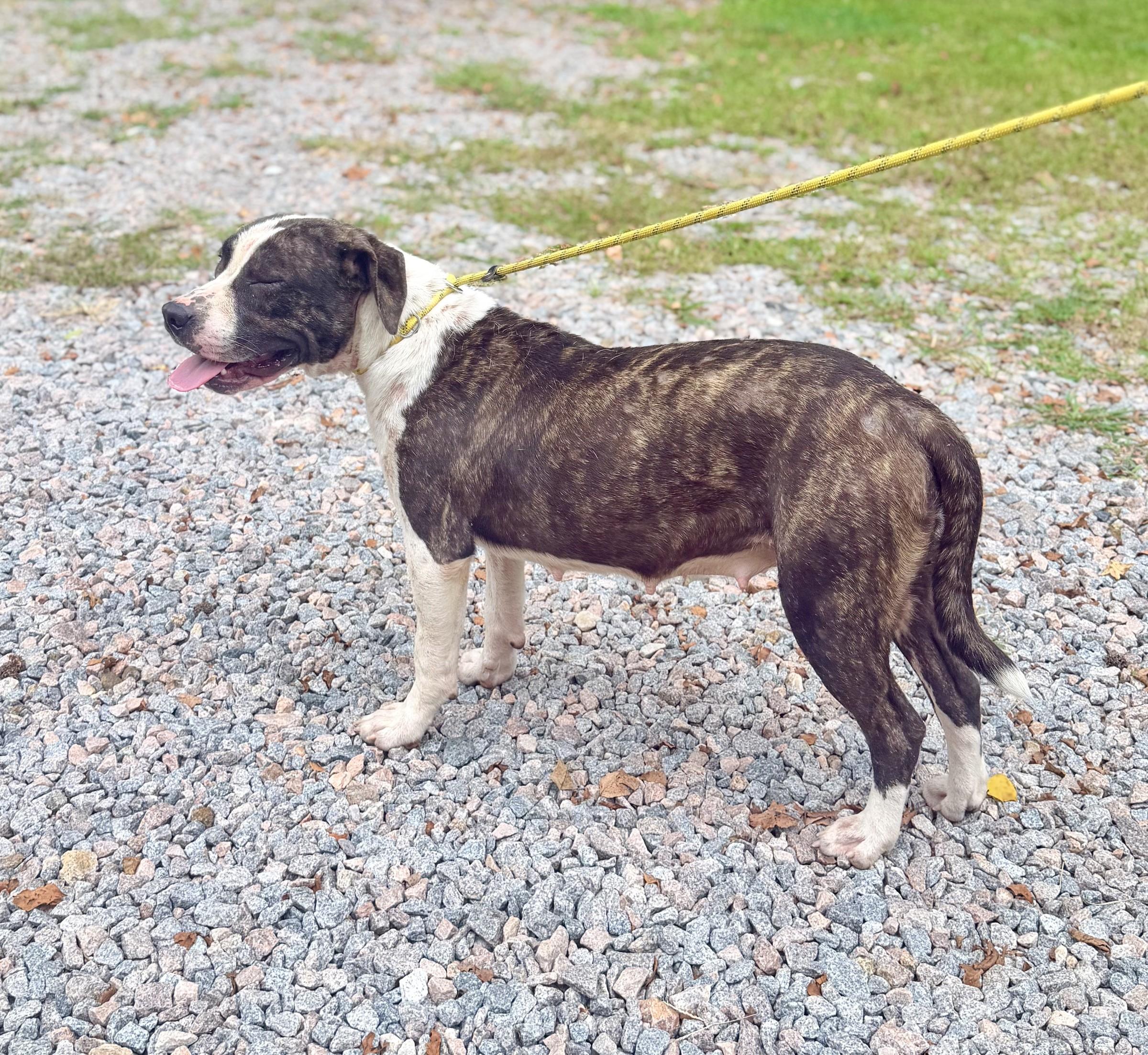 Enlarge Jojo, a ADOPTABLE mixed breed in Petersburg, VA image 5/6