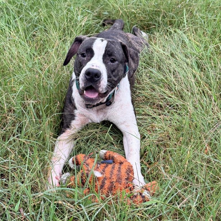 Enlarge Jojo (in foster), a Adoptable mixed breed in Petersburg, VA image 1/6