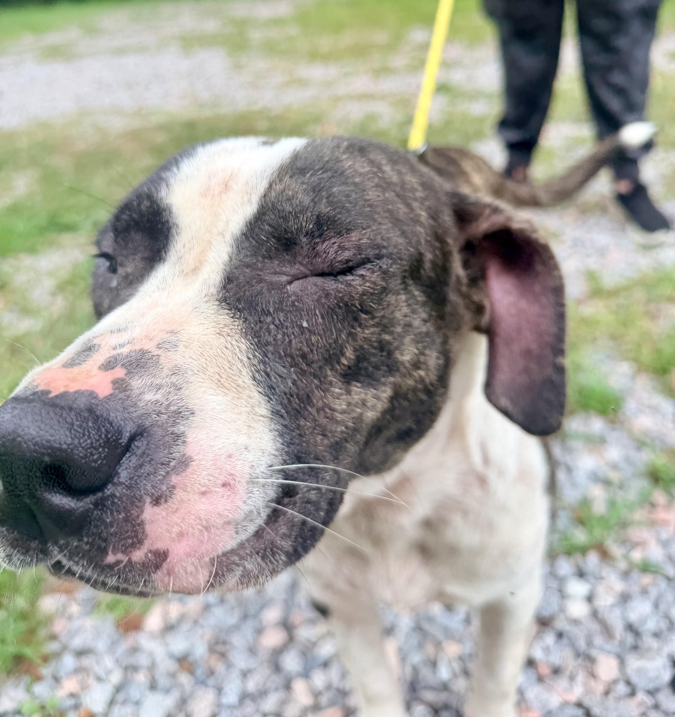 Enlarge Jojo, a ADOPTABLE mixed breed in Petersburg, VA image 4/6