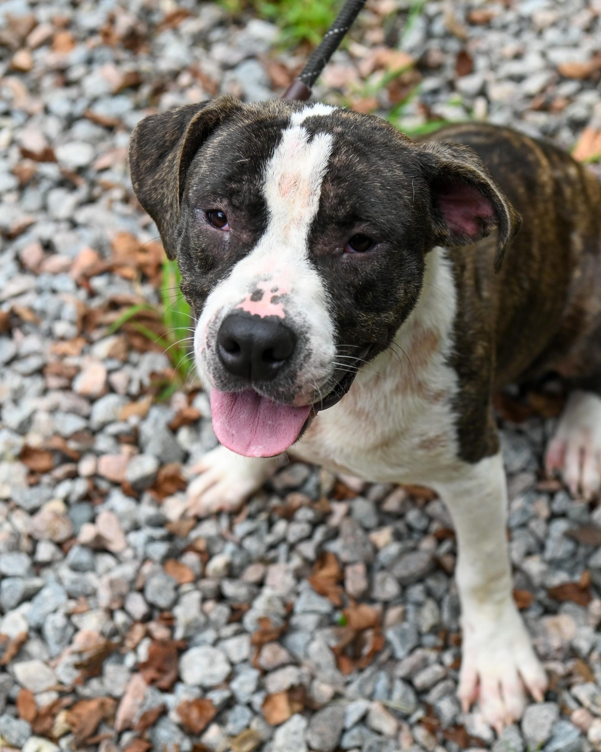 Enlarge Jojo (in foster), a Adoptable mixed breed in Petersburg, VA image 3/6