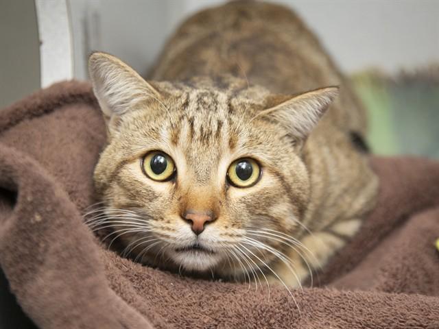 Enlarge TICKLE MONSTER, a Adoptable Domestic Short Hair in Phoenix, AZ image 1/1