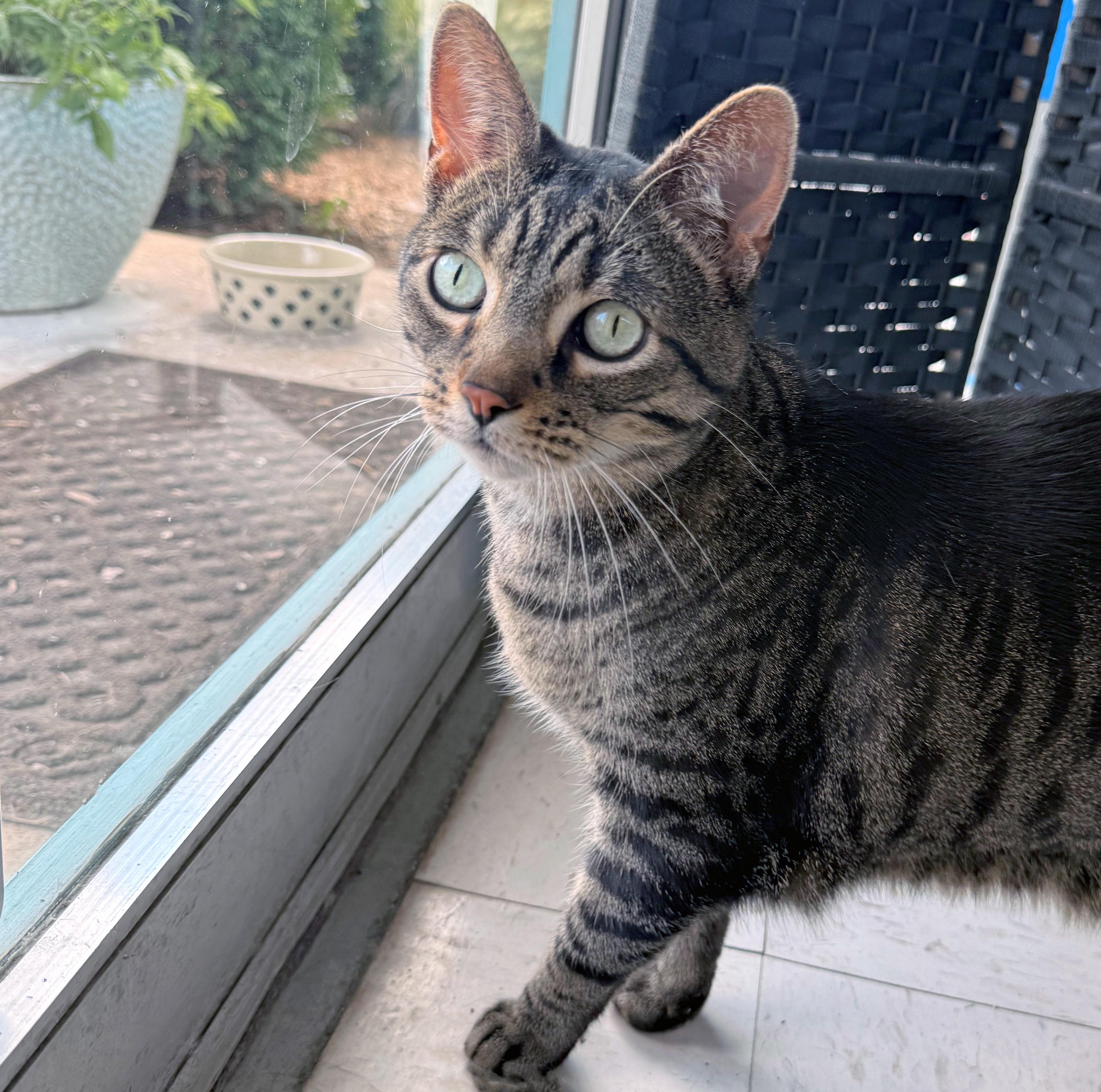 Enlarge Hambone, a ADOPTABLE Domestic Short Hair in St. Louis, MO image 1/1