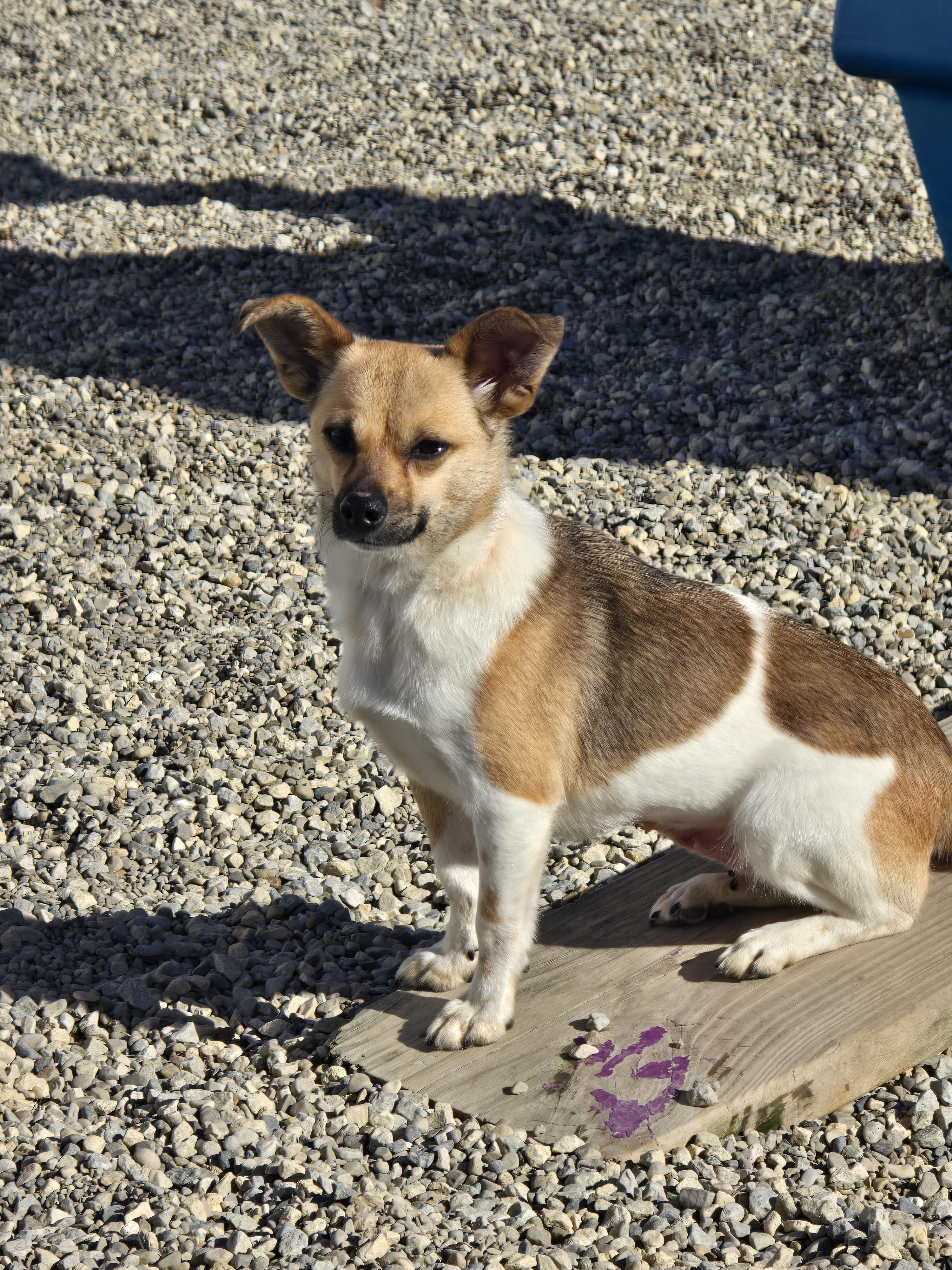Enlarge Karen, a ADOPTABLE mixed breed in Ross, OH image 2/4