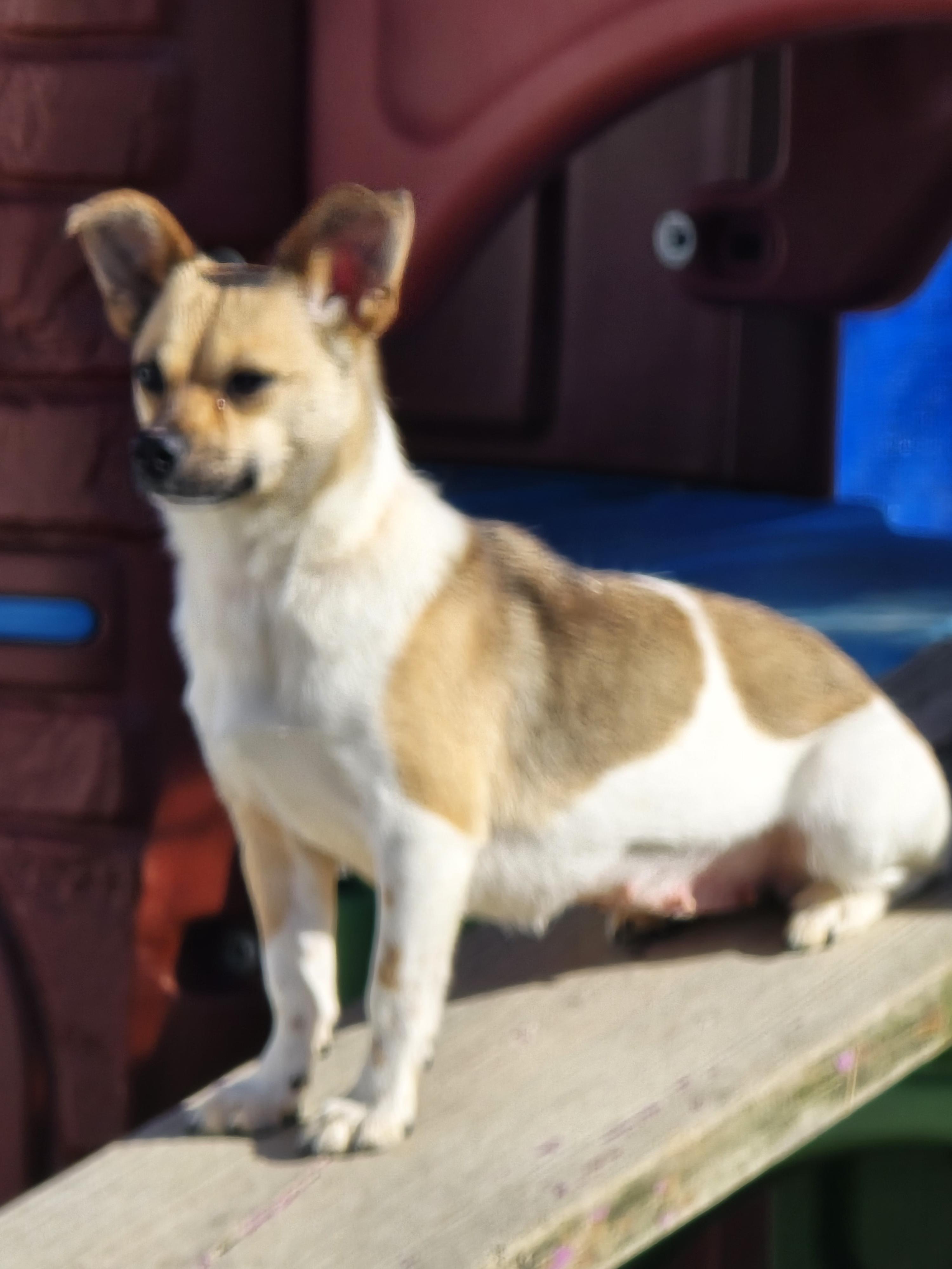 Karen, ADOPTABLE, Adult Female Chihuahua.