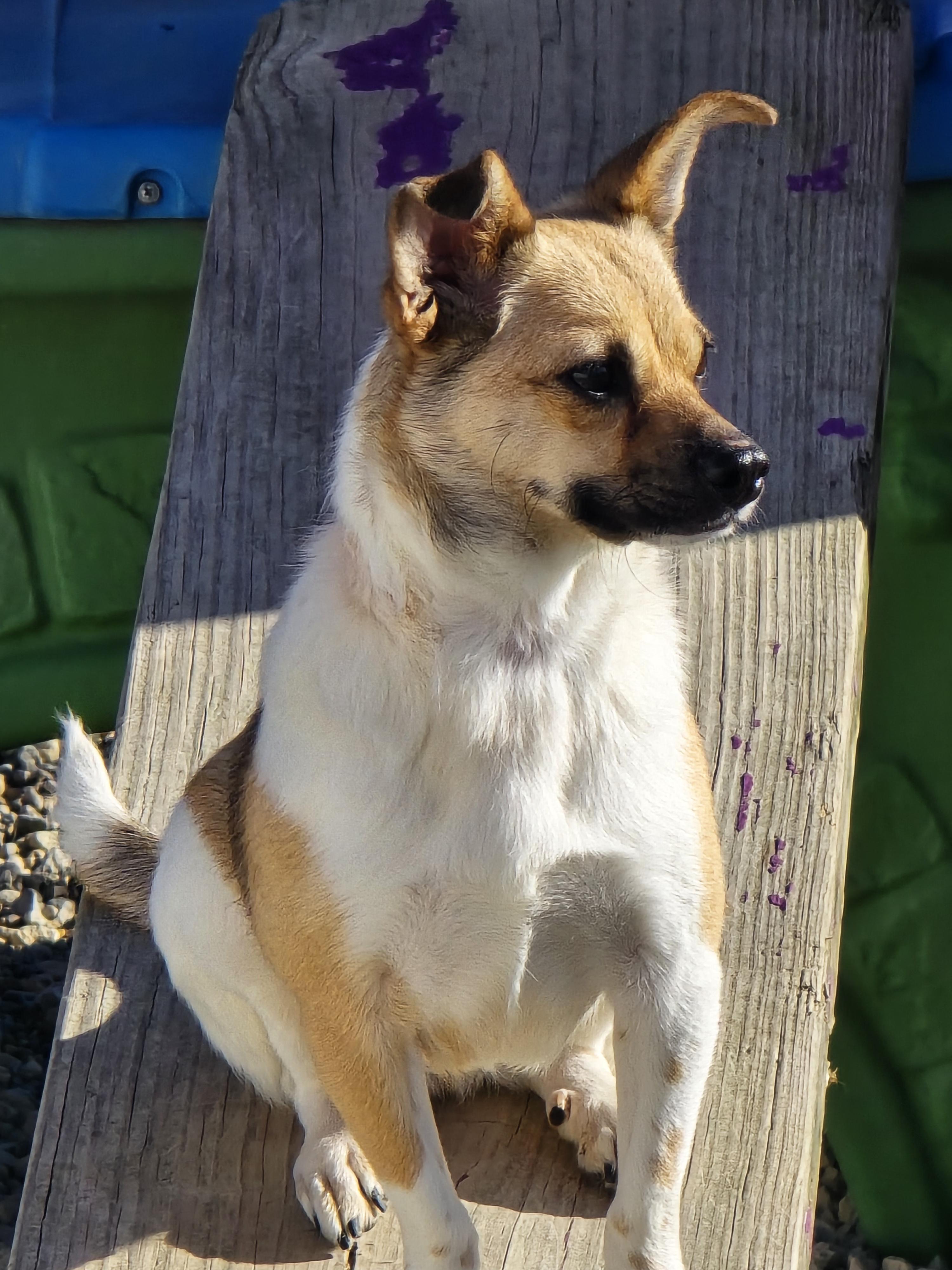 Enlarge Karen, a ADOPTABLE mixed breed in Ross, OH image 4/5