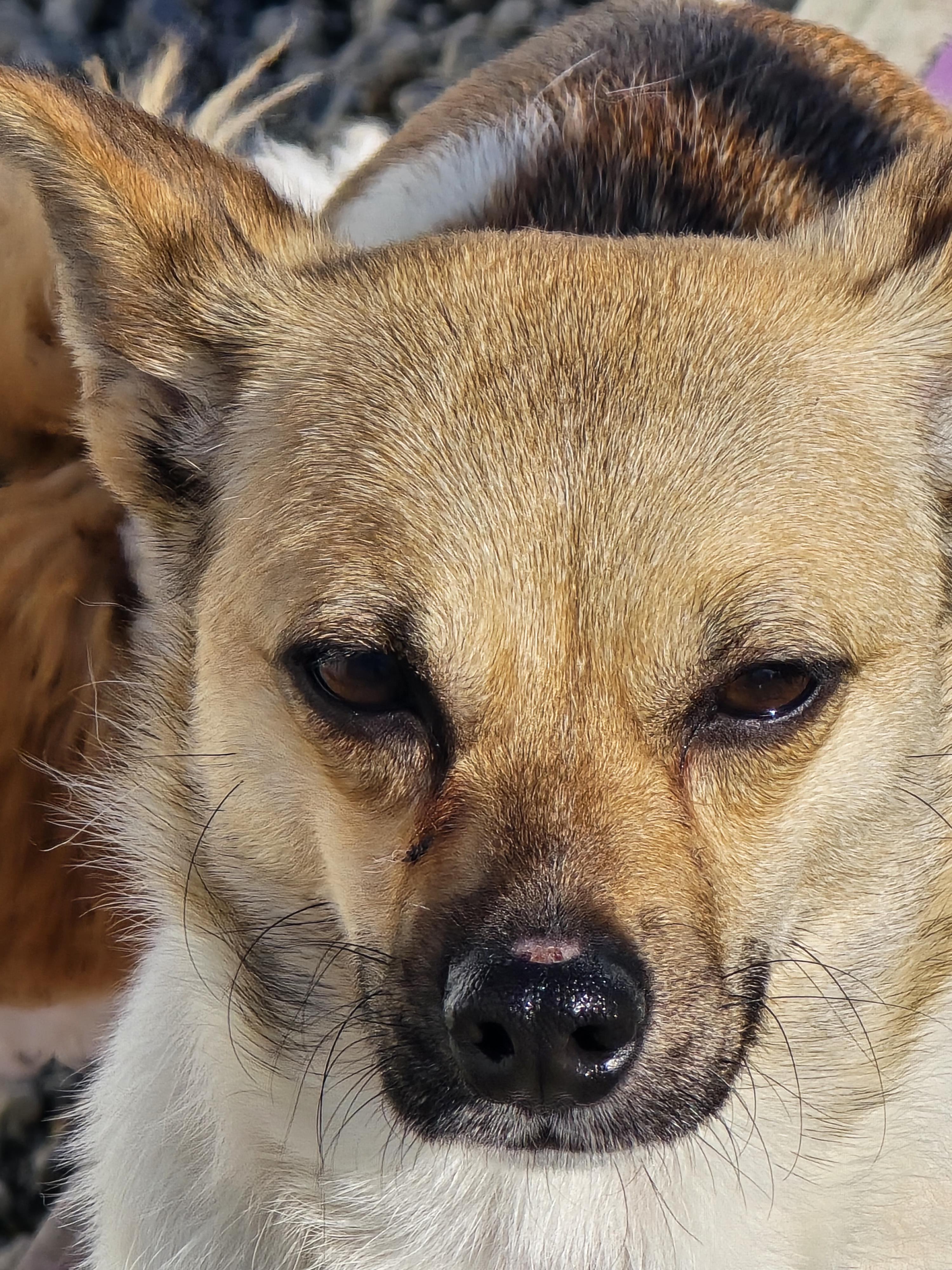 Enlarge Karen, a ADOPTABLE mixed breed in Ross, OH image 3/4