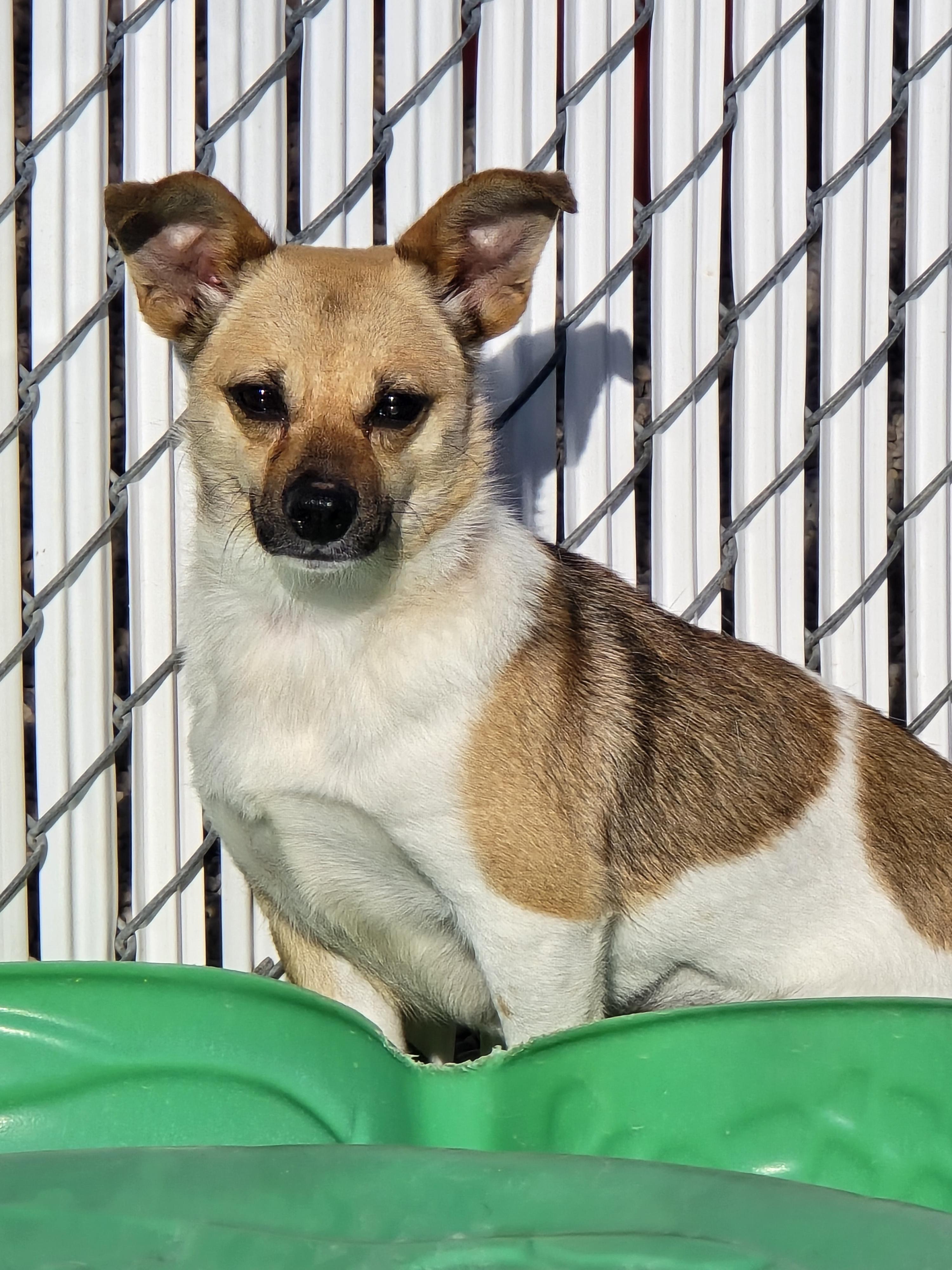 Enlarge Karen, a ADOPTABLE mixed breed in Ross, OH image 4/4