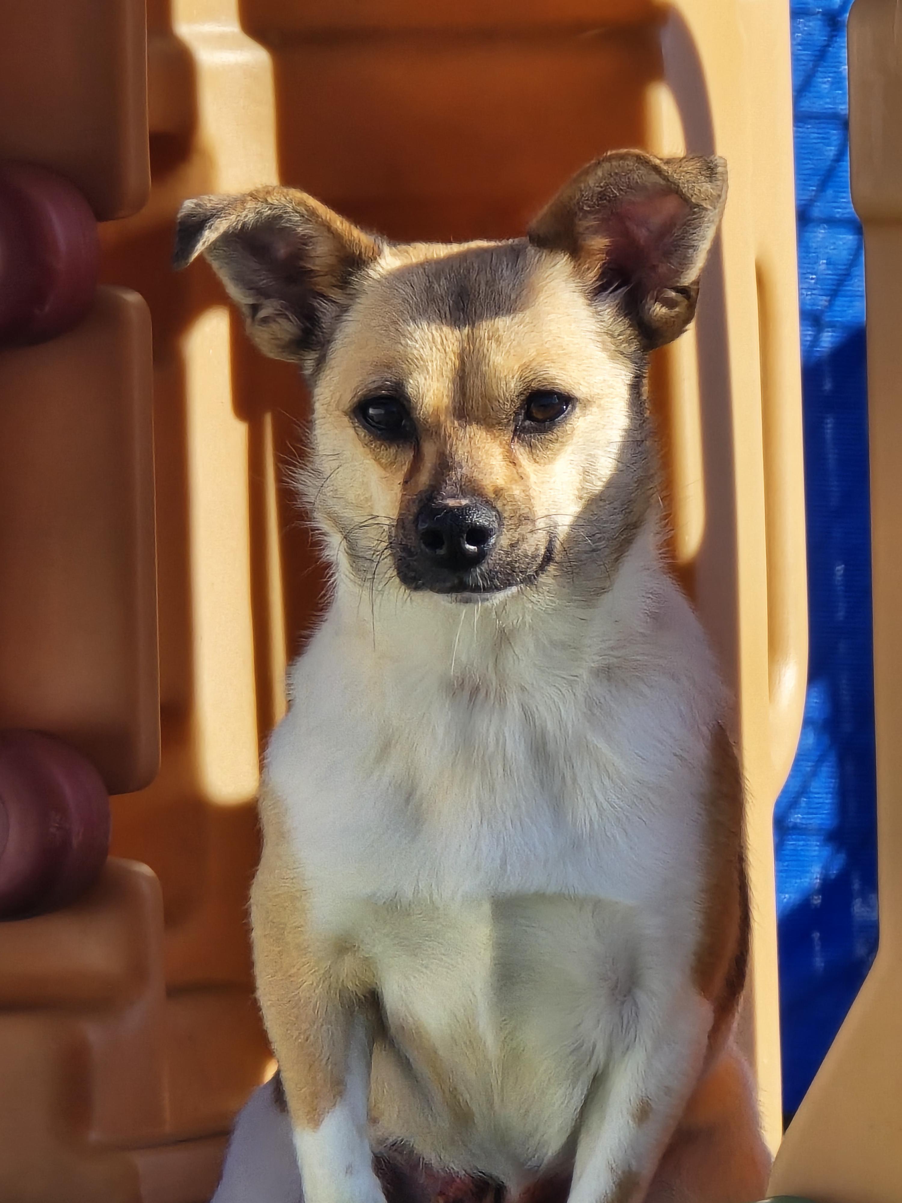 Enlarge Karen, a ADOPTABLE mixed breed in Ross, OH image 5/5