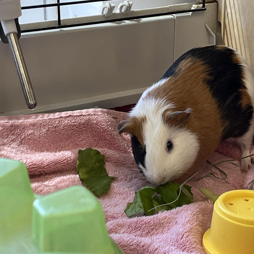 Nora, Adoptable, Young Female Guinea Pig.
