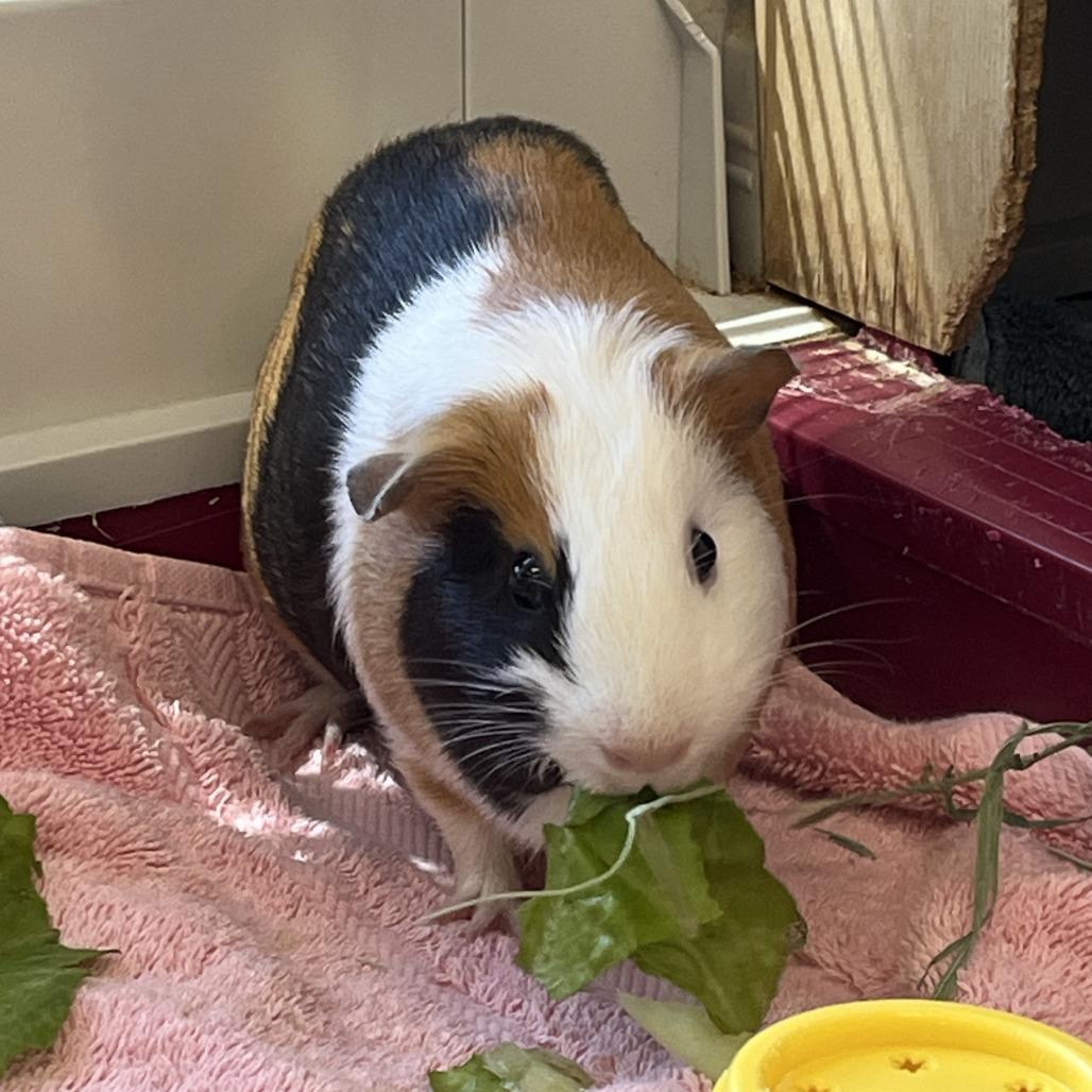 Enlarge Nora, a Adoptable Guinea Pig in Bedford, NH image 2/2
