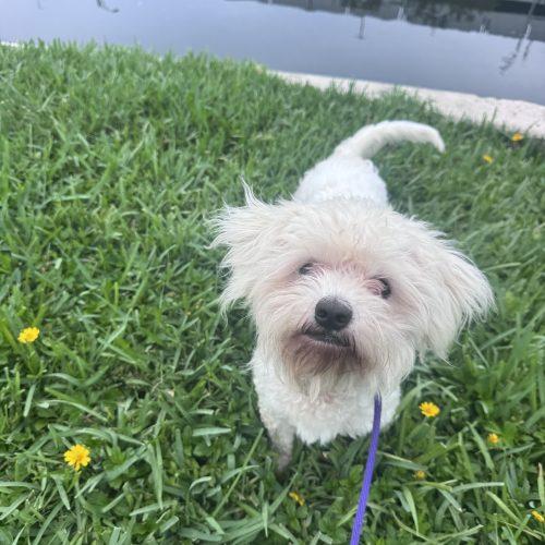 Baxter, Adoptable, Young Male Maltese & Yorkshire Terrier.