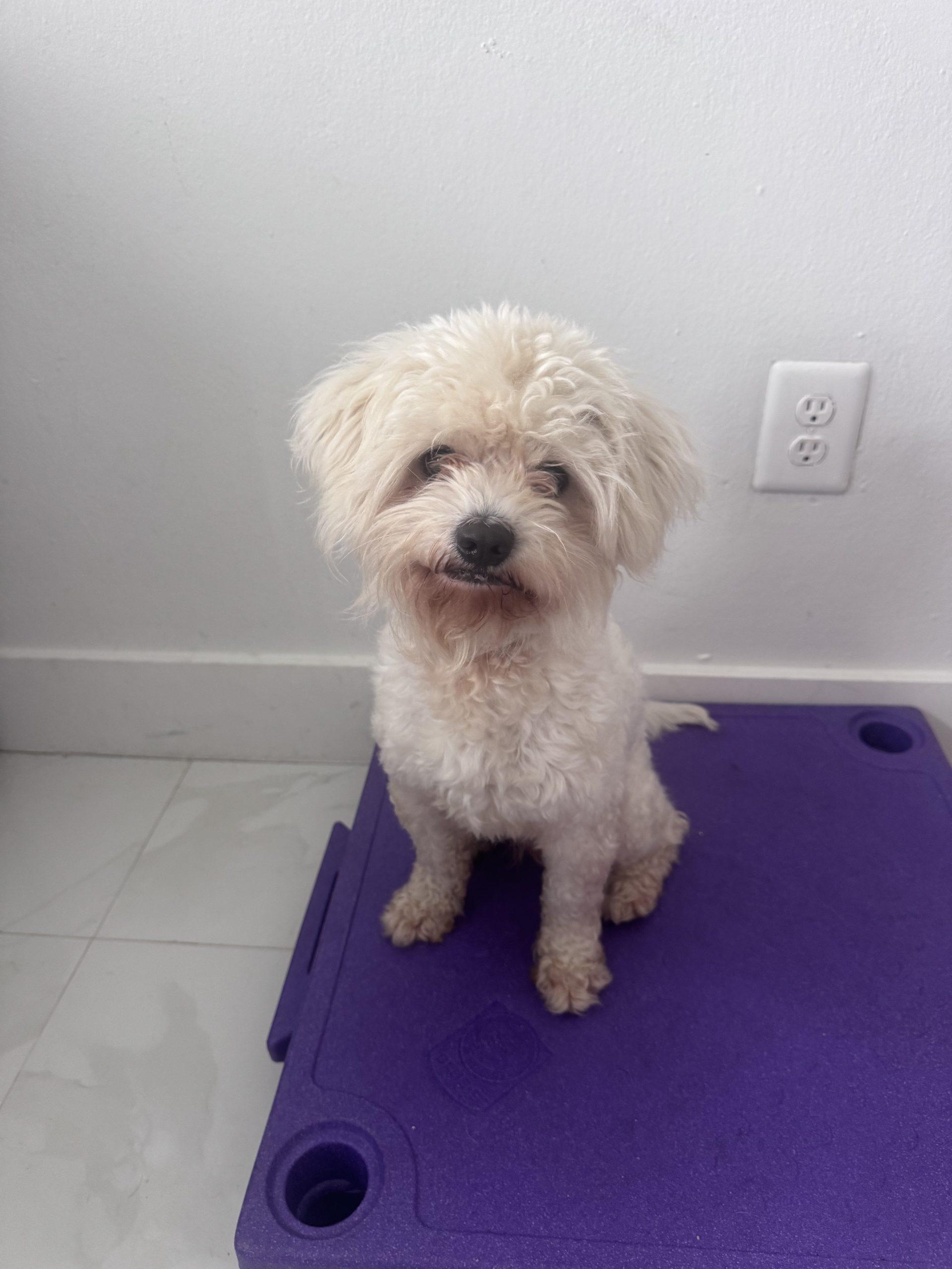 Enlarge Baxter, a Adoptable mixed breed in Plantation, FL image 2/4