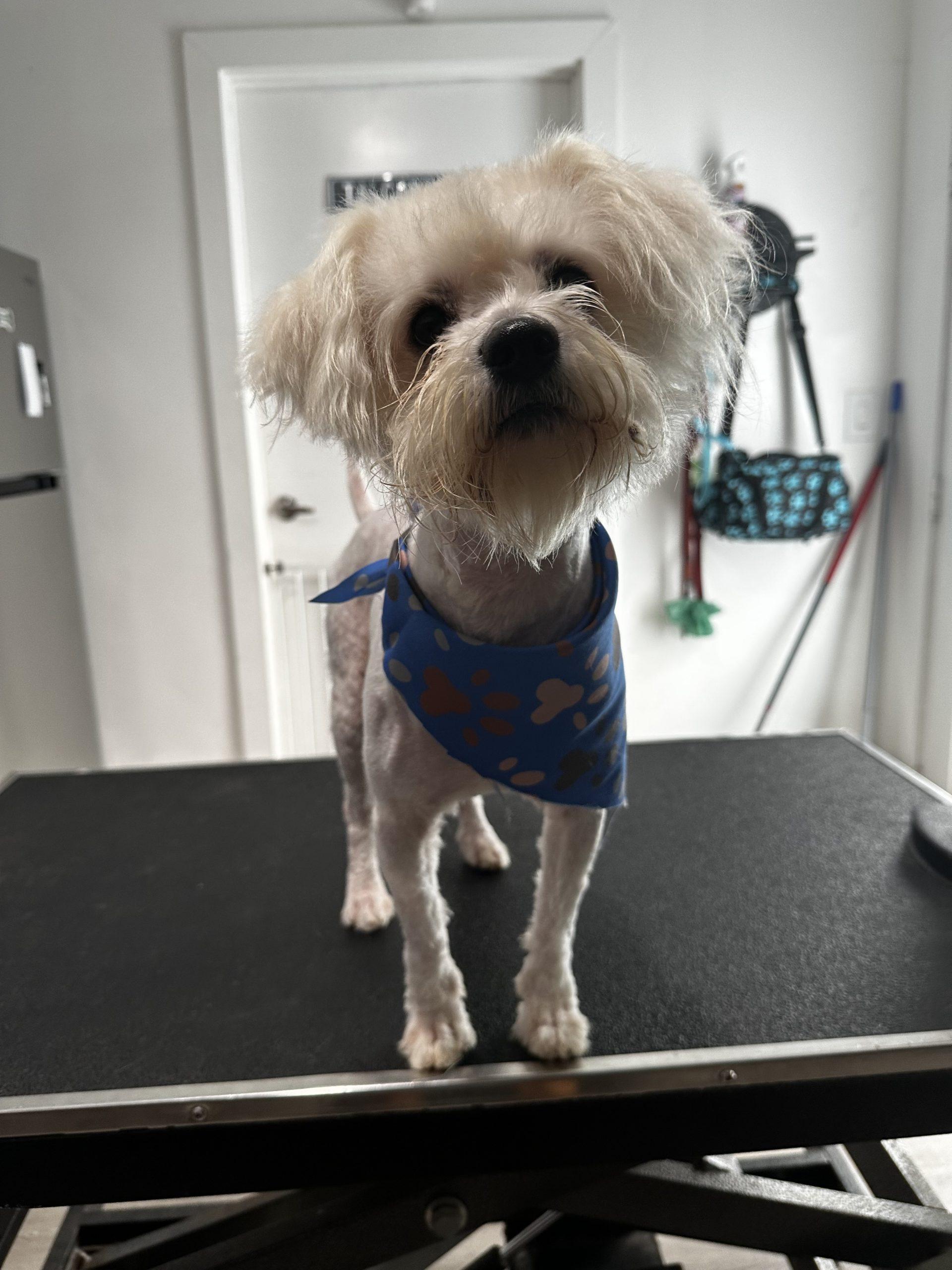 Baxter, Adoptable, Young Male Maltese & Yorkshire Terrier.