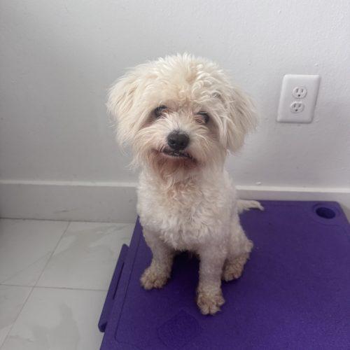 Enlarge Baxter, a Adoptable mixed breed in Plantation, FL image 3/4