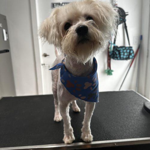 Enlarge Baxter, a Adoptable mixed breed in Plantation, FL image 4/4