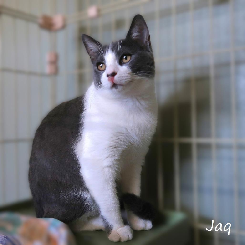 Jaq, a Adoptable Domestic Short Hair in Yucaipa, CA image 1/5