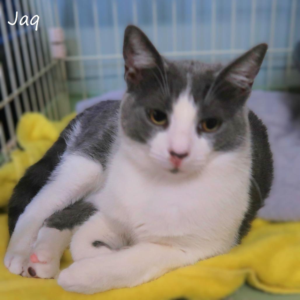 Jaq, a Adoptable Domestic Short Hair in Yucaipa, CA image 2/5