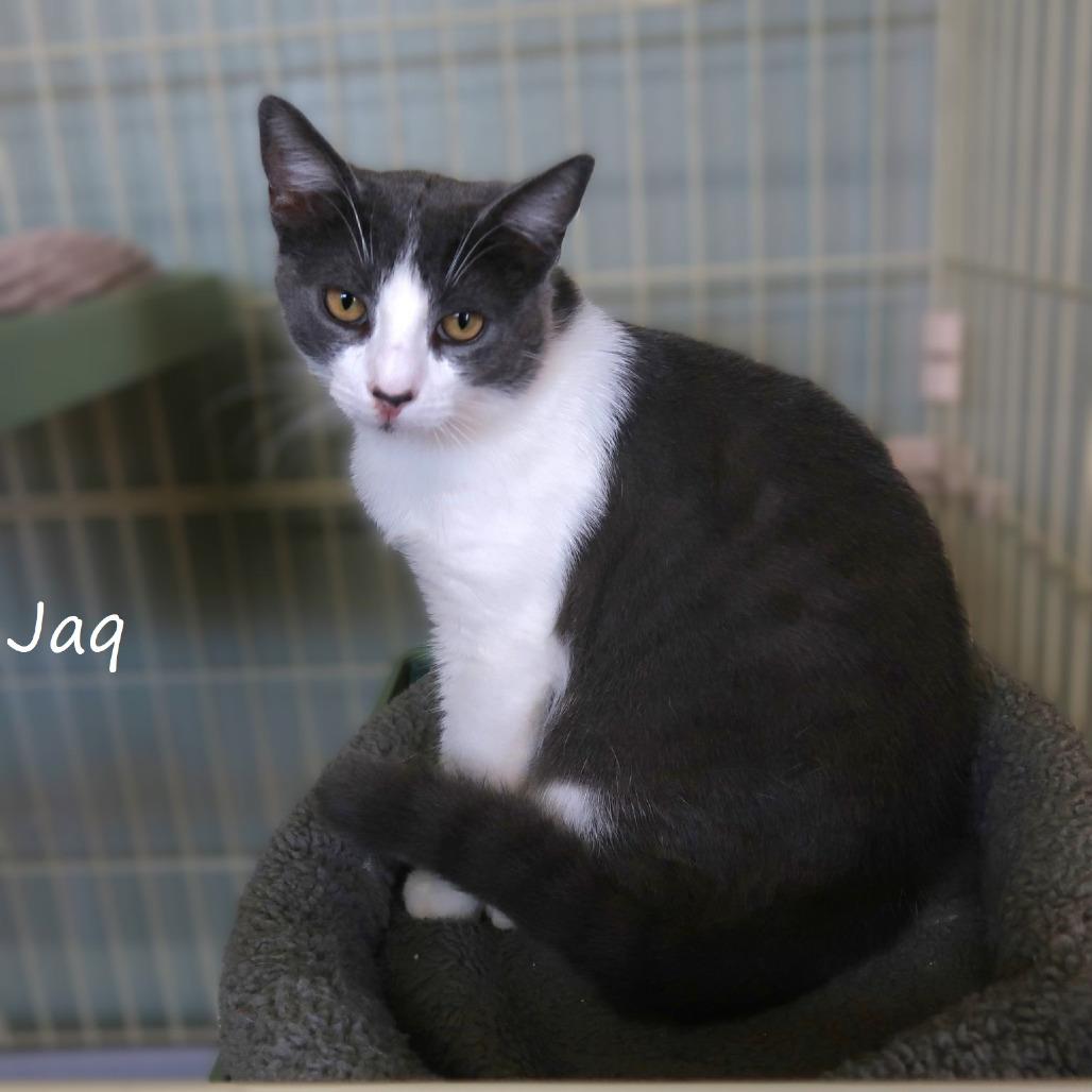 Jaq, a Adoptable Domestic Short Hair in Yucaipa, CA image 3/5