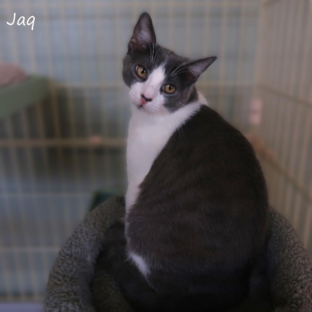 Jaq, a Adoptable Domestic Short Hair in Yucaipa, CA image 4/5