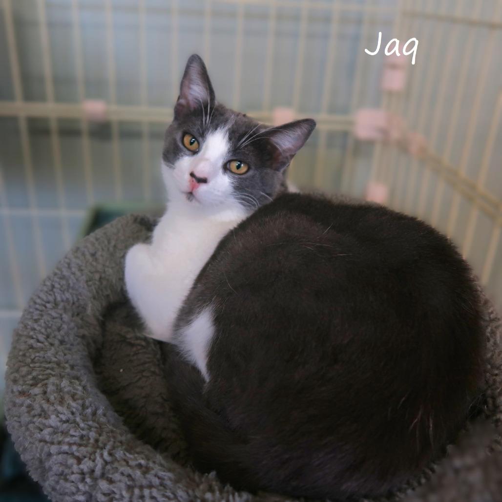 Jaq, a Adoptable Domestic Short Hair in Yucaipa, CA image 5/5