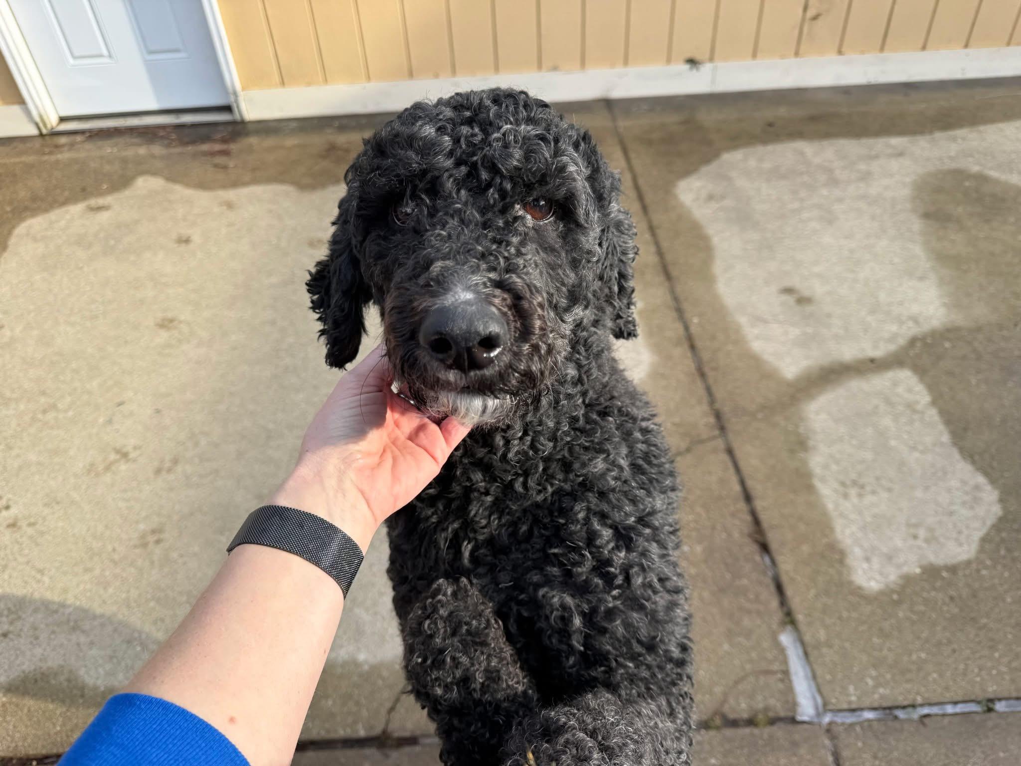 Enlarge Foster Me! Cisco, a Adoptable mixed breed in Oswego, IL image 2/3