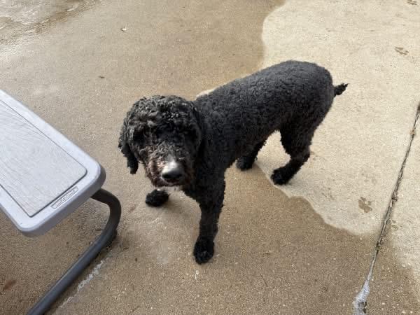 Enlarge Foster Me! Cisco, a Adoptable mixed breed in Oswego, IL image 3/3