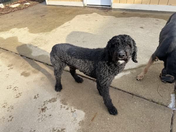 Foster Me! Cisco, Adoptable, Adult Male Poodle.