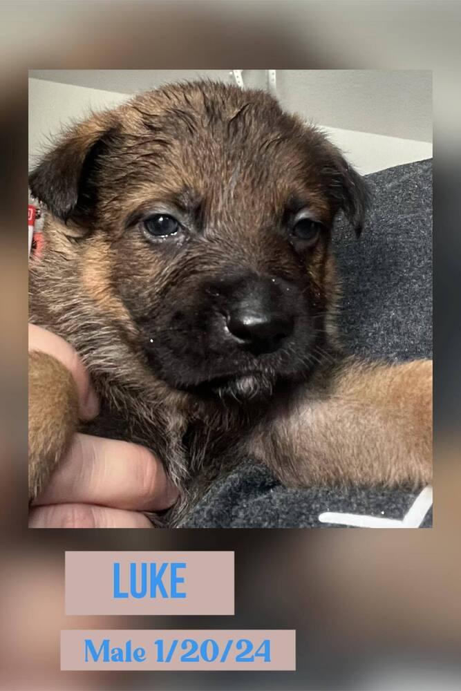 JASMINE, Adopted, Puppy Female German Shepherd Dog.
