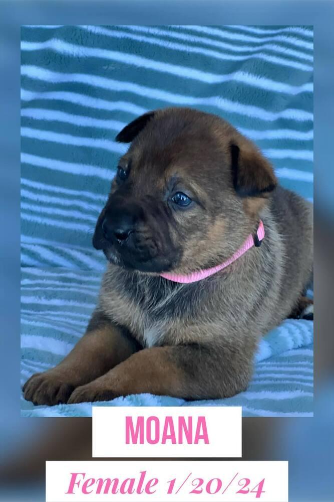 Enlarge JASMINE, a Adopted mixed breed in Richmond, TX image 2/6
