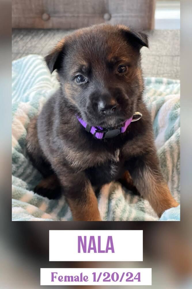 Enlarge JASMINE, a Adopted mixed breed in Richmond, TX image 4/6