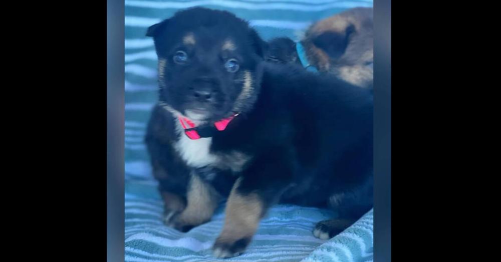 Enlarge JASMINE, a Adopted mixed breed in Richmond, TX image 6/6