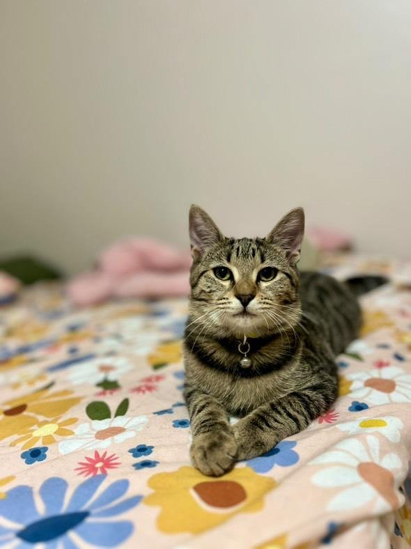 Cat for adoption Peppermint Patty, a Domestic Short Hair in Portland