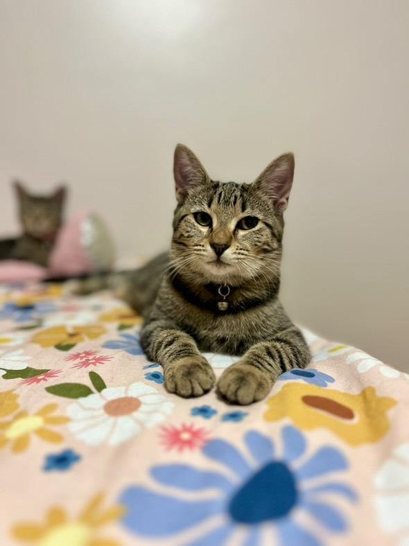 Cat for adoption Peppermint Patty, a Domestic Short Hair in Portland