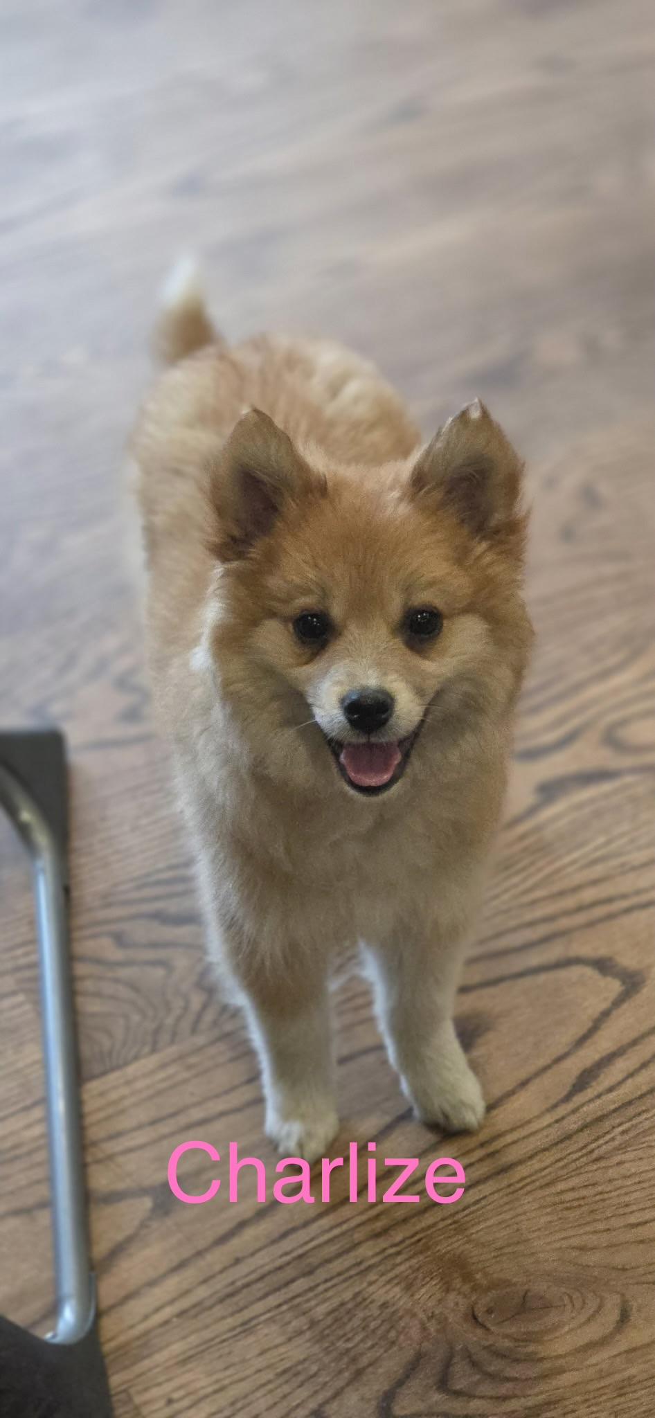 Charlize, ADOPTABLE, Puppy Female Golden Retriever & American Eskimo Dog.