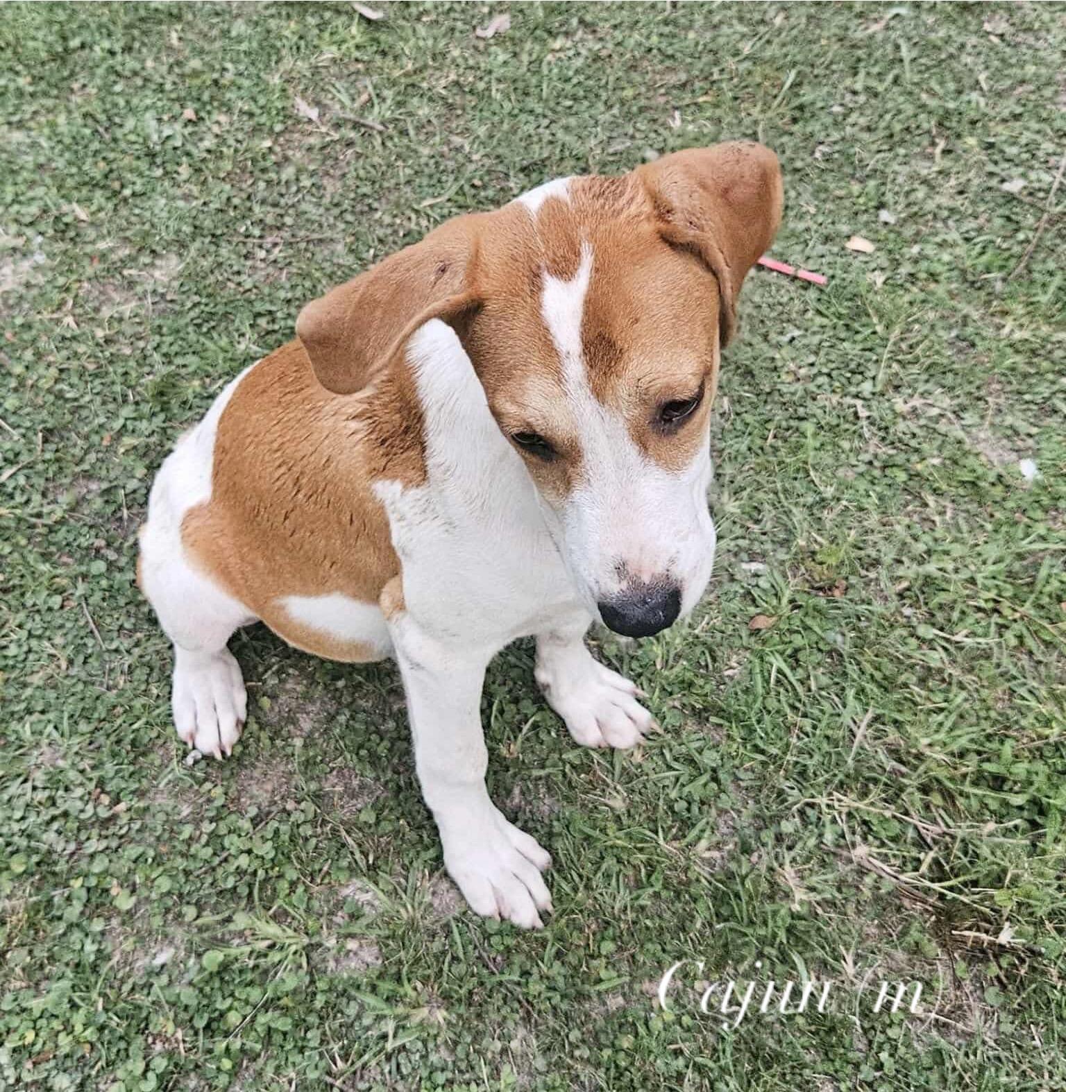CAJUN, Adoptable, Puppy Male Mixed Breed.