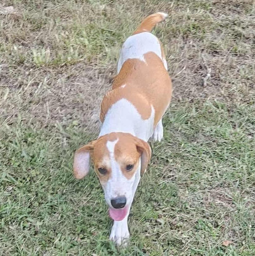 Enlarge CAJUN, a Adoptable mixed breed in Bethpage, NY image 2/4