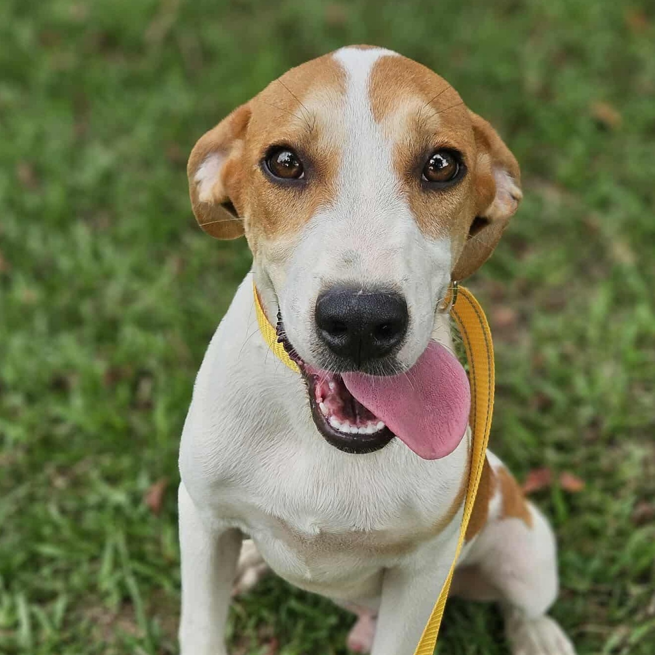 Enlarge CAJUN, a Adoptable mixed breed in Bethpage, NY image 3/4