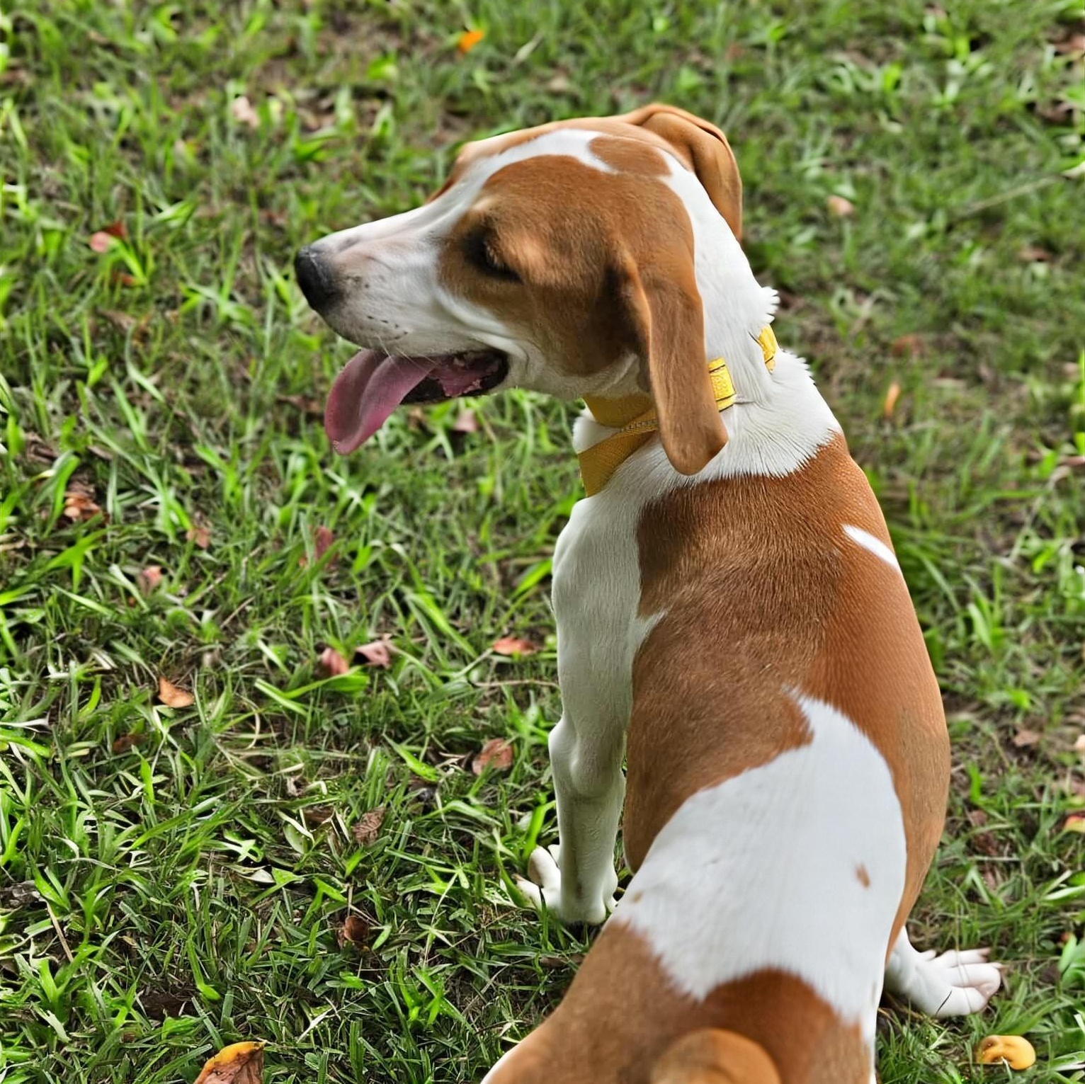 Enlarge CAJUN, a Adoptable mixed breed in Bethpage, NY image 4/4