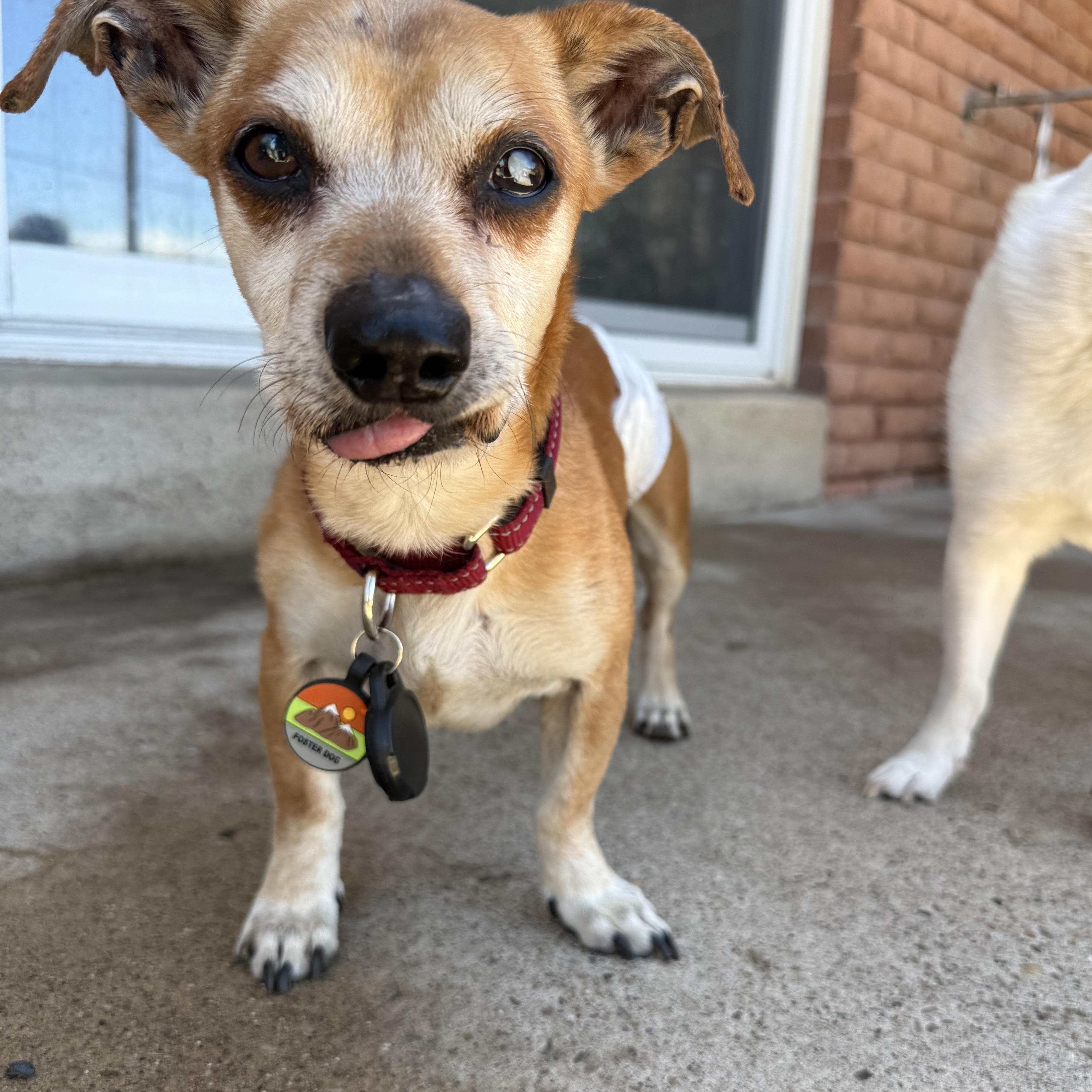 Enlarge Chimi, a ADOPTABLE mixed breed in Roy, UT image 1/5
