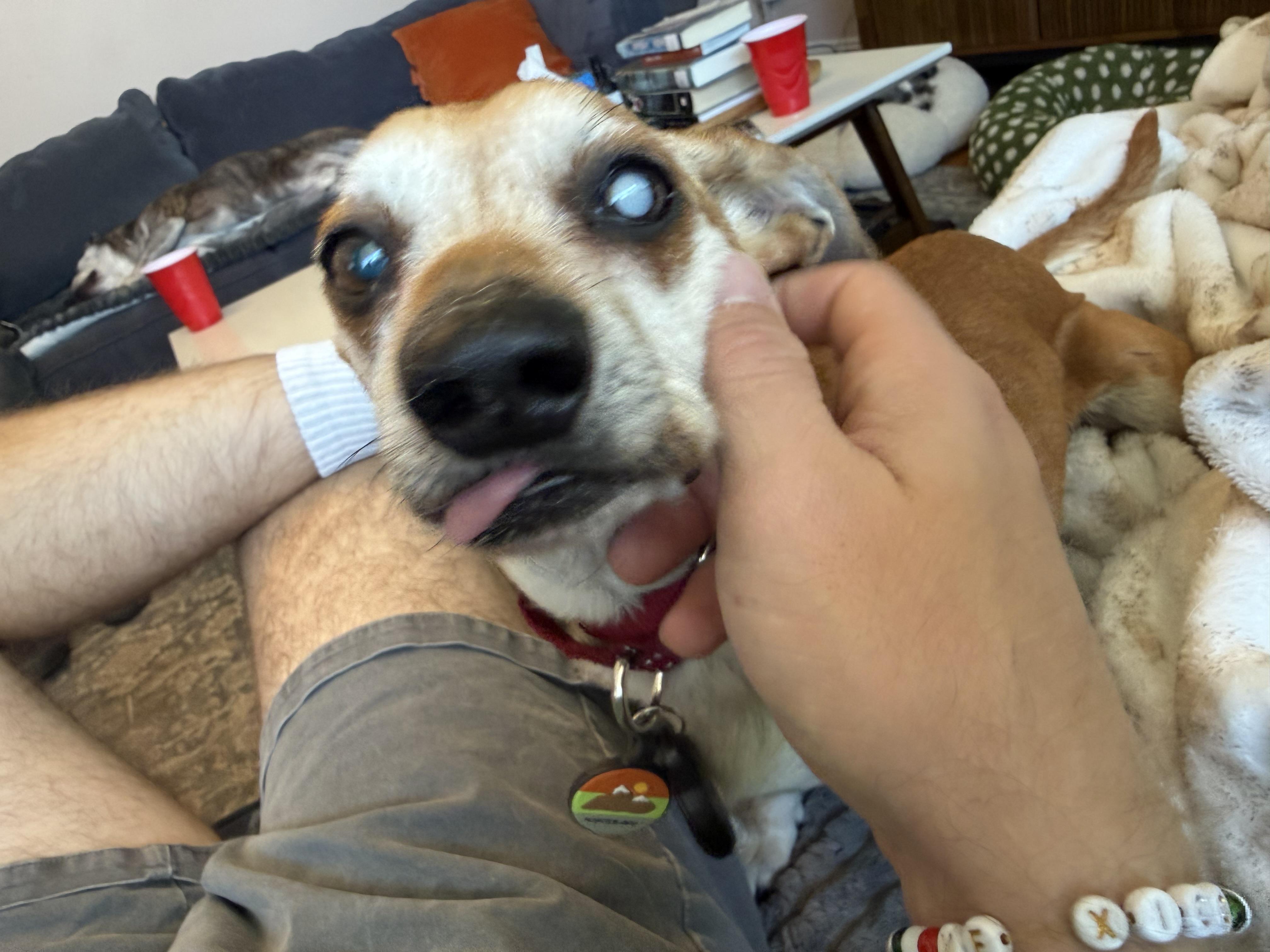 Enlarge Chimi, a ADOPTABLE mixed breed in Roy, UT image 4/5
