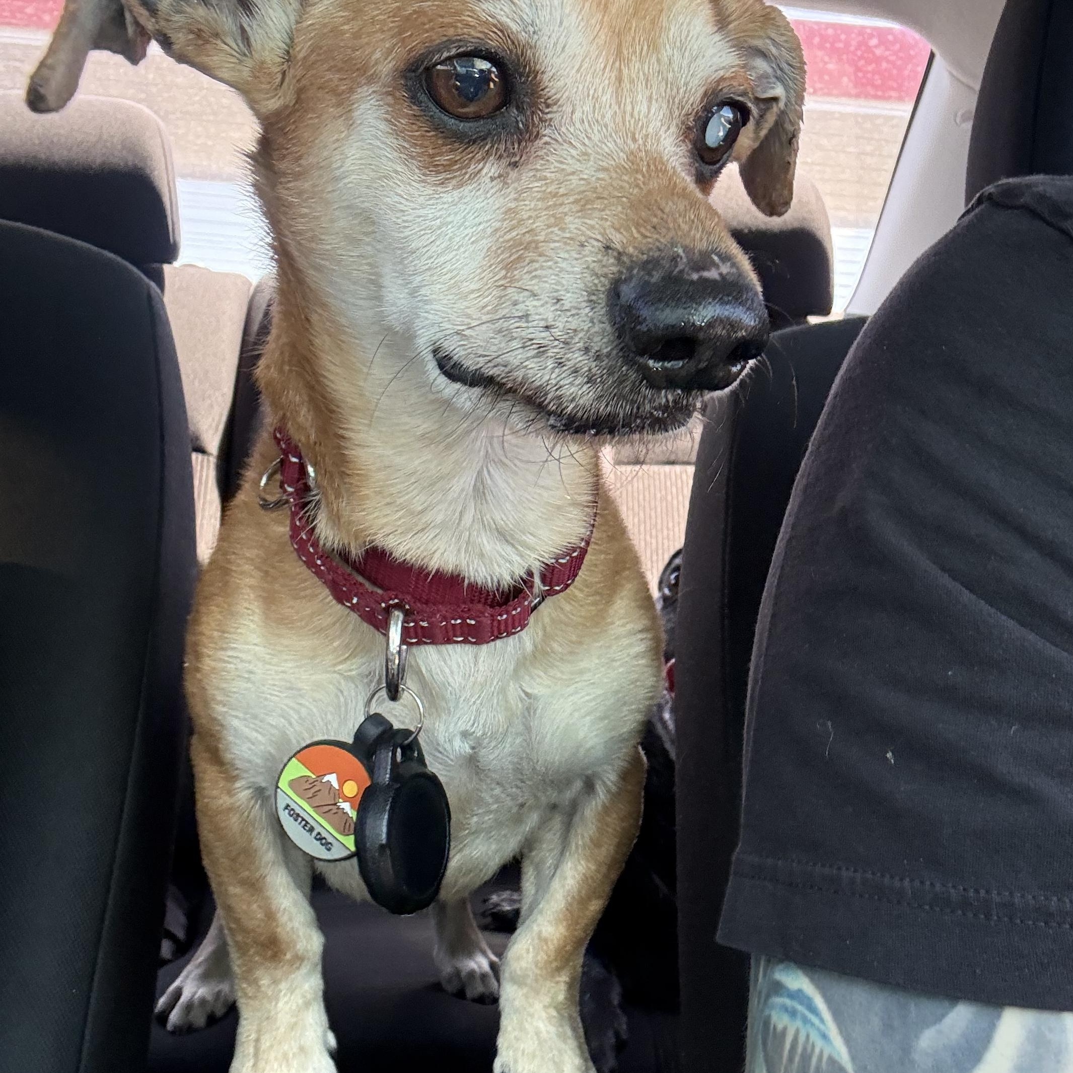 Enlarge Chimi, a ADOPTABLE mixed breed in Roy, UT image 3/5