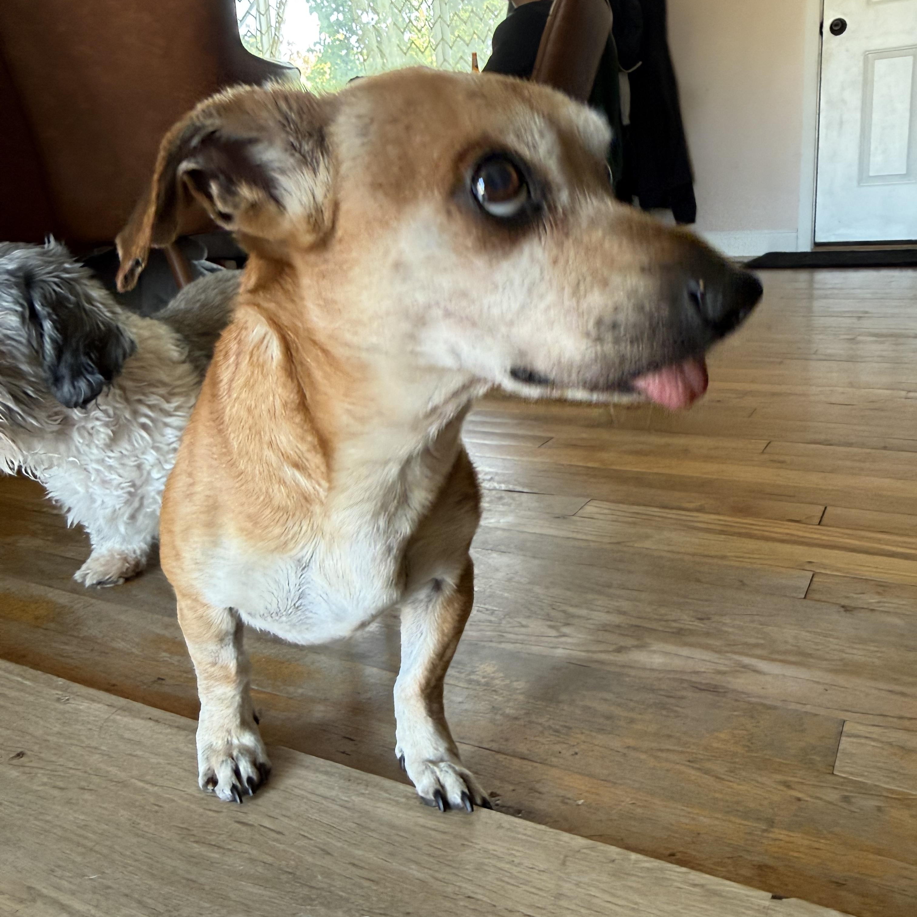Enlarge Chimi, a ADOPTABLE mixed breed in Roy, UT image 5/5
