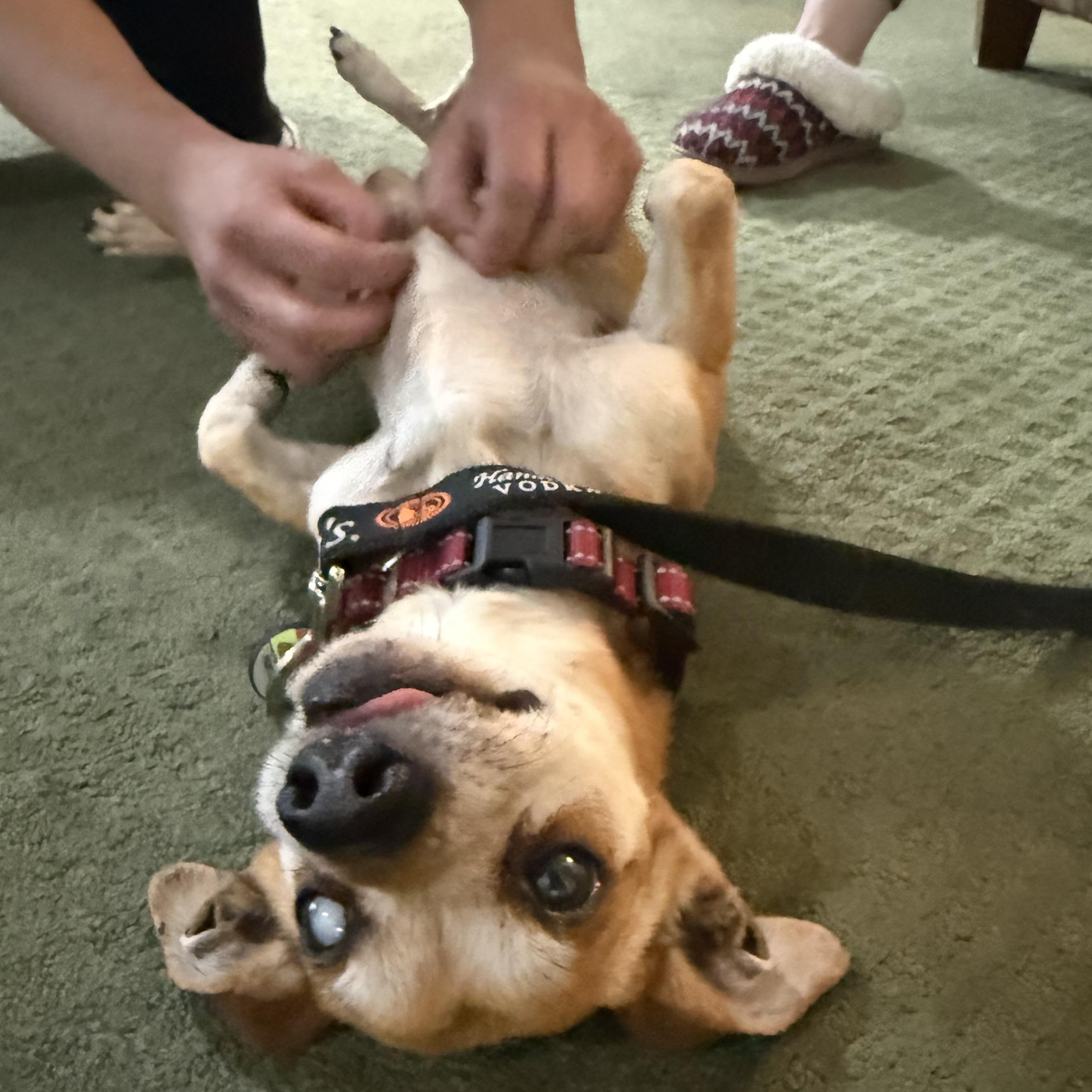 Enlarge Chimi, a ADOPTABLE mixed breed in Roy, UT image 2/5