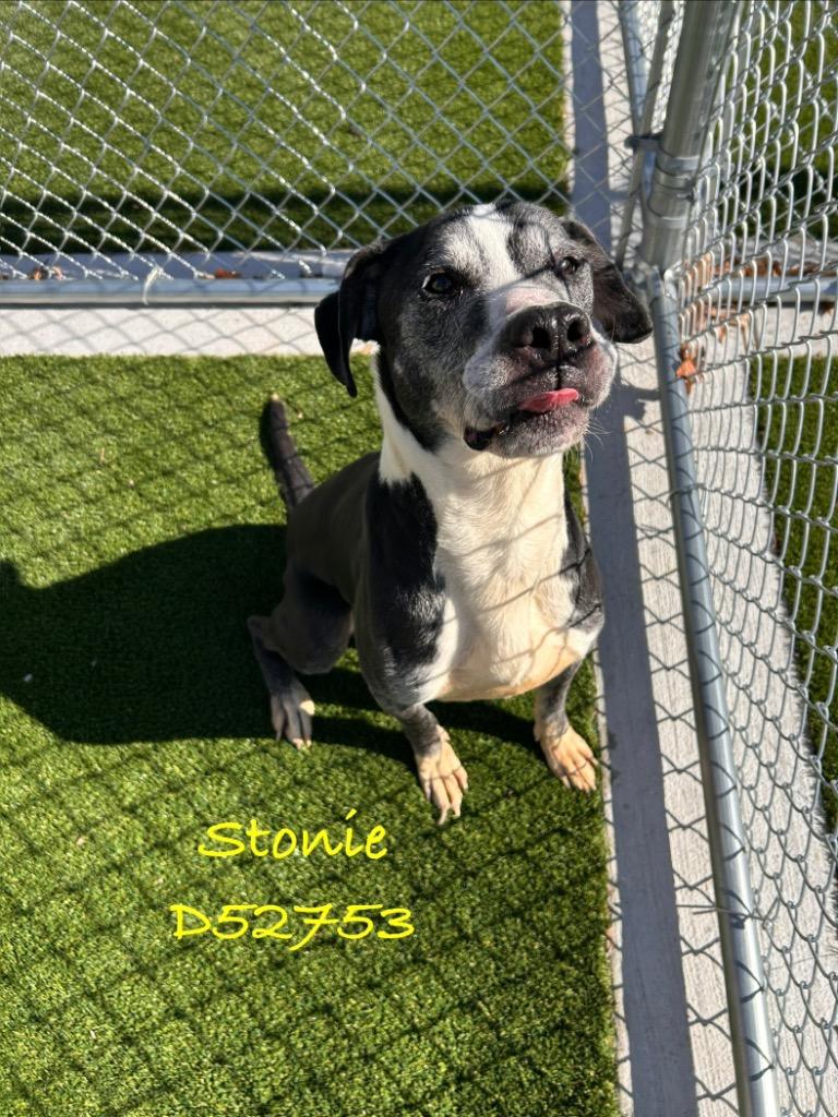 Enlarge Stonie, a Adoptable mixed breed in Clarksville, TN image 1/1