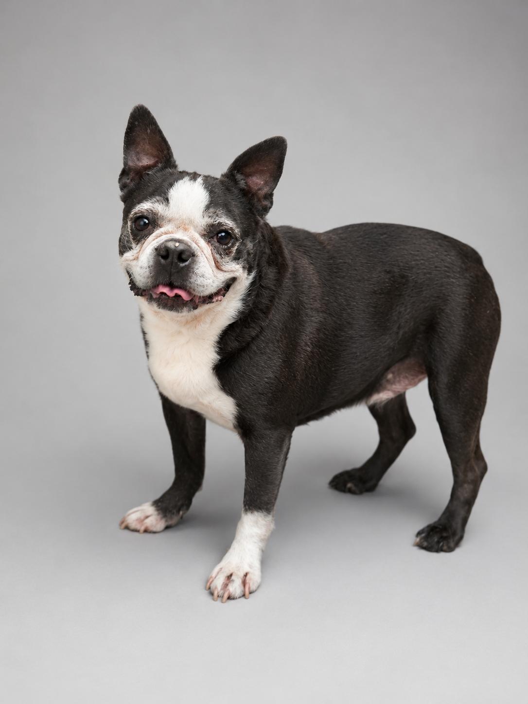 Nikki, ADOPTABLE, Adult Female Boston Terrier.